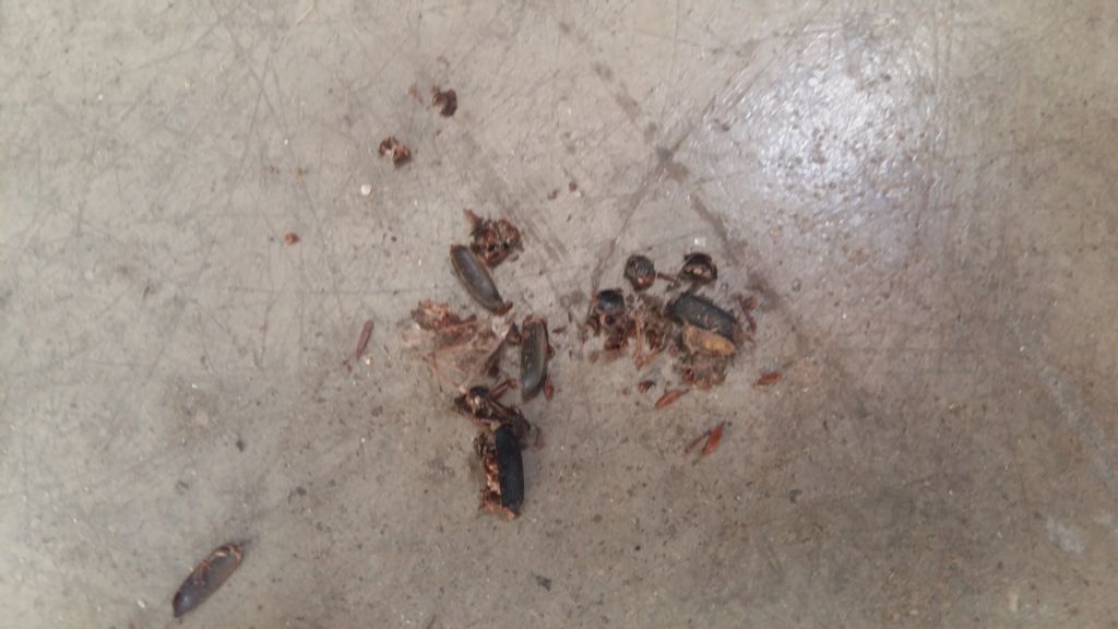 Tracce di chi? Aiutatemi pls!